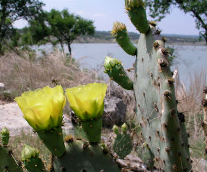 Canyon Lake retirement communities