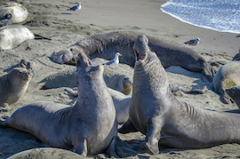 Seal Beach retirement communities