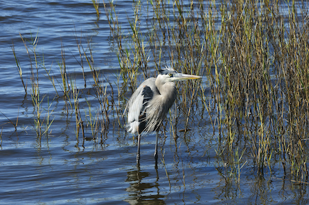 Merritt Island retirement communities