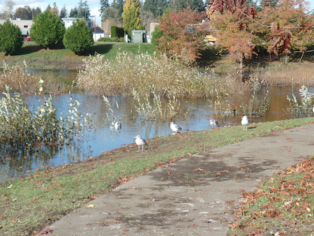 Lacey retirement communities