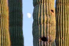 Paradise Valley retirement communities