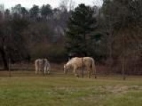 Orangeburg retirement communities
