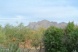 La Cholla Hillls