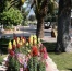 Tucson Meadows
