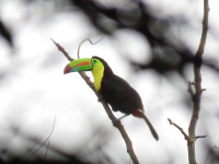 Toucan