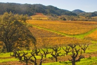 Santa Rosa, CA
