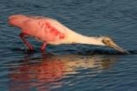 Merritt Island Florida