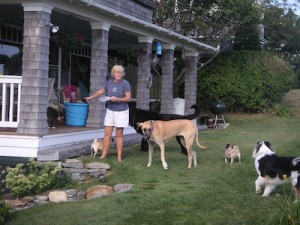 A dog party