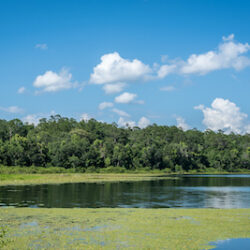 Lake Alfred, Florida image 1