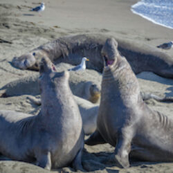 Seal Beach, California image 2