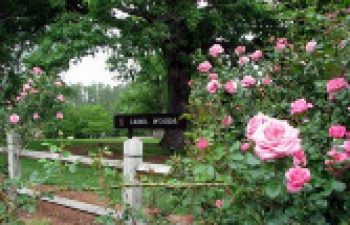 Image of National Harbor