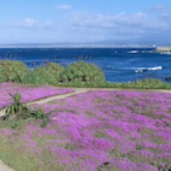 Pacific Grove, California image 2