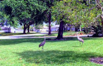 Image of Lake Mary