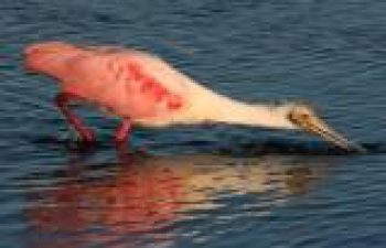 Image of Merritt Island