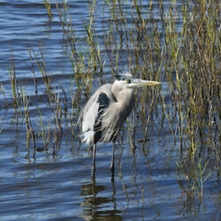 Merritt Island, Florida image 2