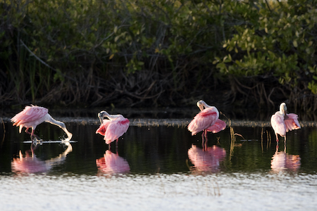 Merritt Island, Florida image 3