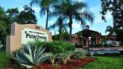 Image of Palm Greens