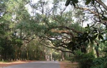 Image of Tallahassee