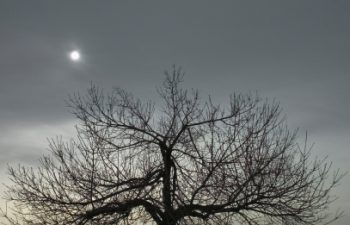 Image of Lone Tree