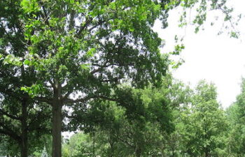 Image of Oberlin