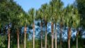 Image of SummerGlen